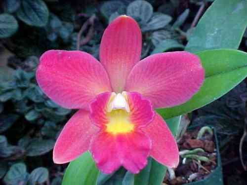 Sophrolaeliocattleya Tiny Titan